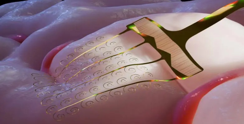 我国科研团队突破脑机接口电极稳定性难题 可拉伸柔性电极实现高精度长期记录