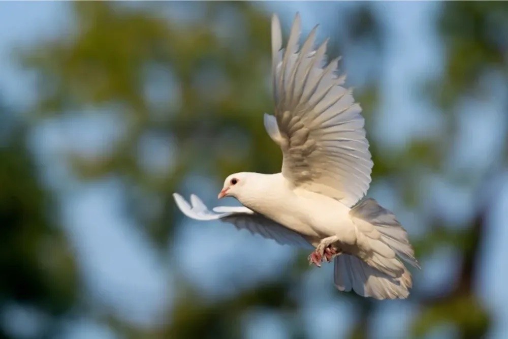 俄初创企业Neiry推“生物无人机”引伦理争议，鸽子植入芯片可远程引导飞行