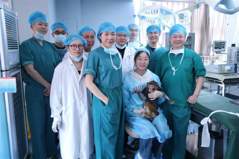 中国异种肾移植破局：基因编辑猪肾助猴存活超600天，逼近国际纪录