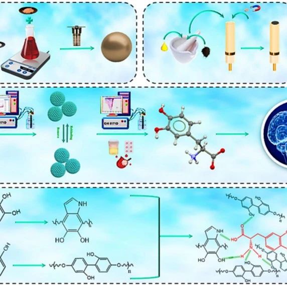 Talanta：基于双功能单体的球形磁性模板表面印迹技术用于生物体液中左旋多巴的选择性检测