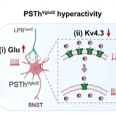 徐晗团队《Journal of Clinical Investigation》发文揭示慢性社交压力导致焦虑障碍的神经机制