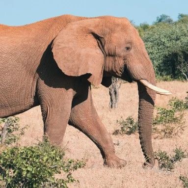 两个濒危物种的休戚与共：非洲乌木的命运取决于森林象｜Science Advances精选