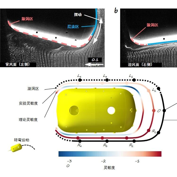 Nature Communications发表！北大团队用可解释模态分解方法赋能侧线感知，实现机器鱼高精度、多场景运动估计！