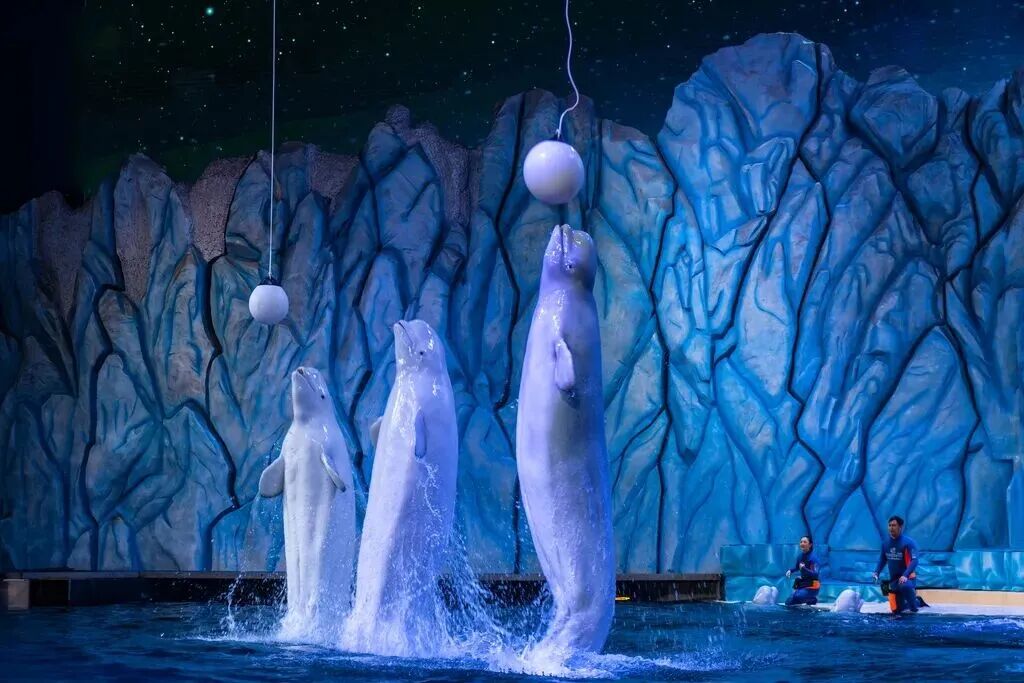 囚鲸之死：一名女驯鲸师的觉醒图12