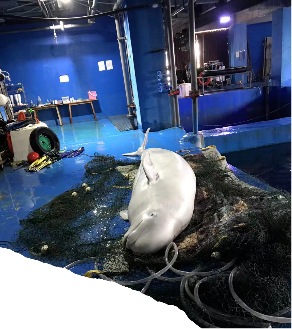 囚鲸之死：一名女驯鲸师的觉醒图17