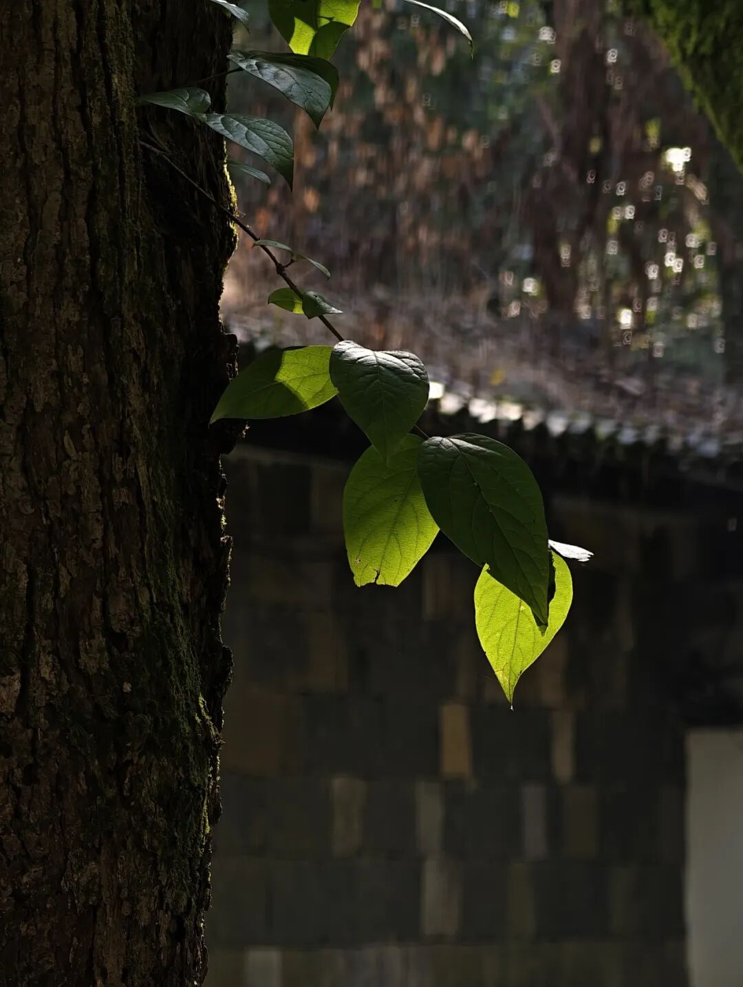 玄风团队团建之2025-桐庐图10