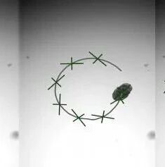 肺细胞制成的微型生物机器人问世