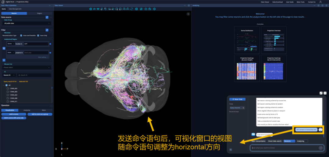 单神经元联接图谱数据库重磅升级:AI问答助手赋能神经科学研究图6