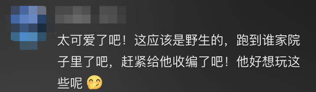 那些让你笑cry的动物视频,其实都是AI演的图2