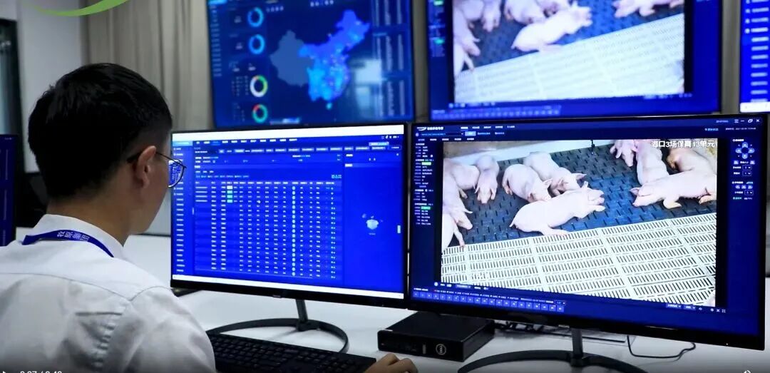 在猪圈写代码、在梨园开直播，拼多多“农业宇宙”里的新农人群像图2