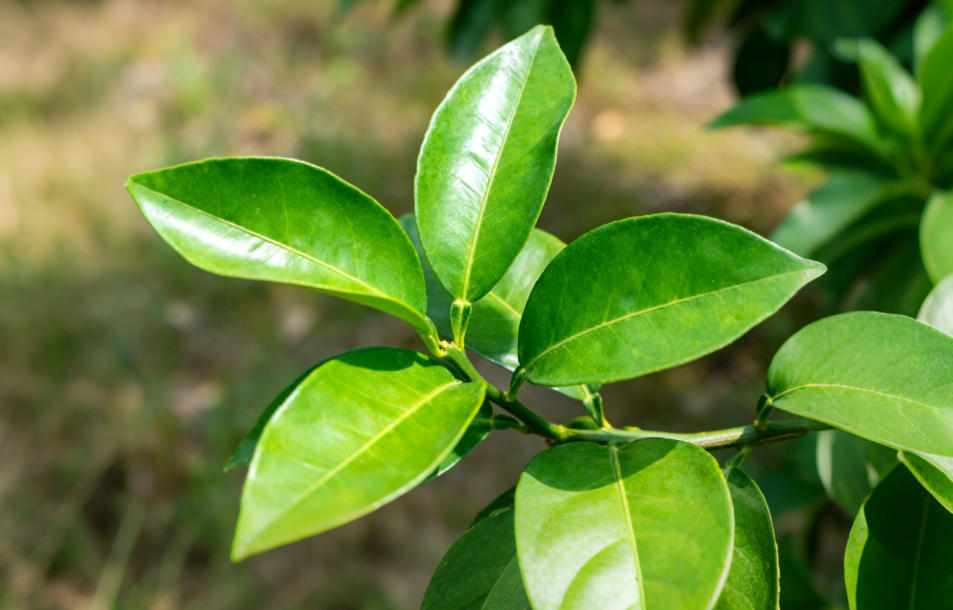 喷洒技术再进化：极目J160如何让新手也能打出“大师级”效果？图3