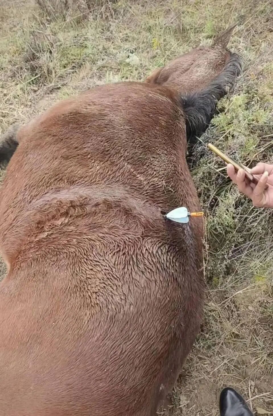 用改装热成像无人机投箭捕猎,邵阳两男子被刑拘!全国多地发生动物遭热成像无人机投箭射杀事件!图3