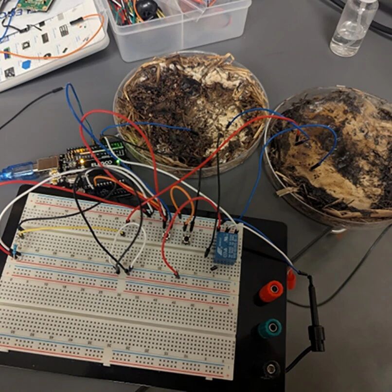 蘑菇忆阻器:未来机器人的大脑或许是香菇?