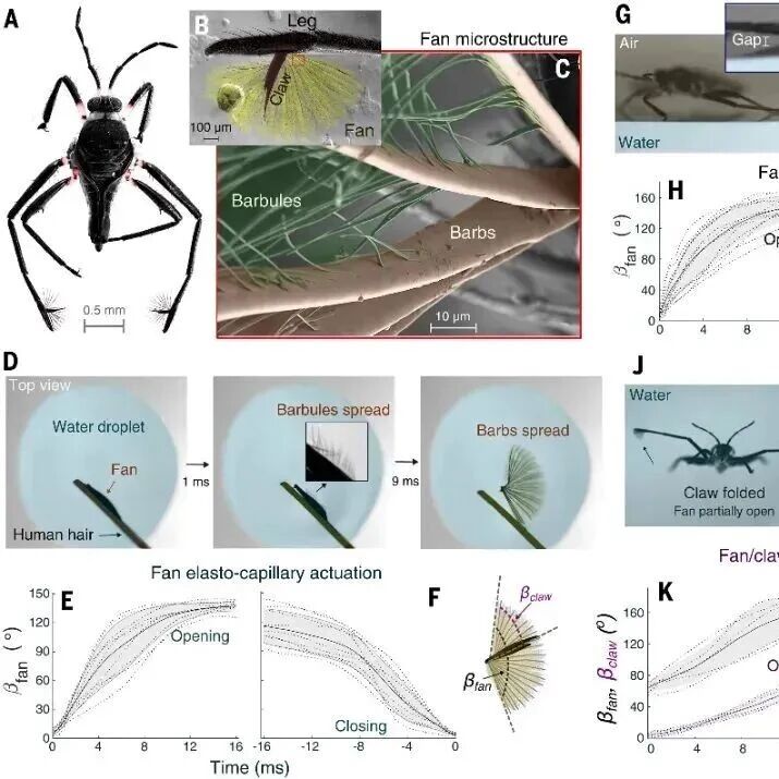 Science重磅:1毫克机器人偷师水虫,伯克利等破解毫秒变形密码