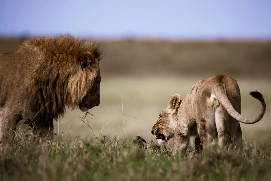 新能源大三排SUV的猎杀时刻开始了图2