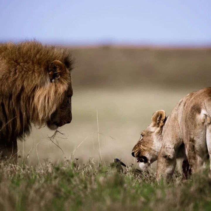 新能源大三排SUV的猎杀时刻开始了