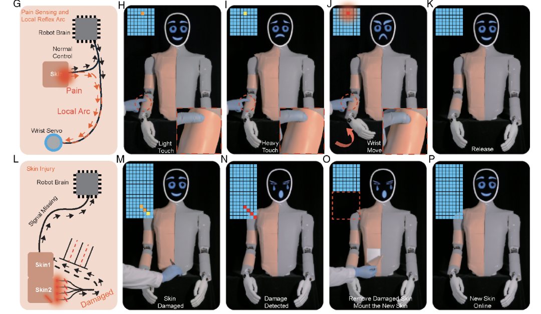 机器人也怕疼！港城突破性电子皮肤：主动痛觉 + 损伤自检双buff拉满图2