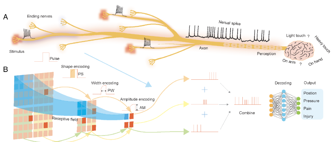 机器人也怕疼！港城突破性电子皮肤：主动痛觉 + 损伤自检双buff拉满图4