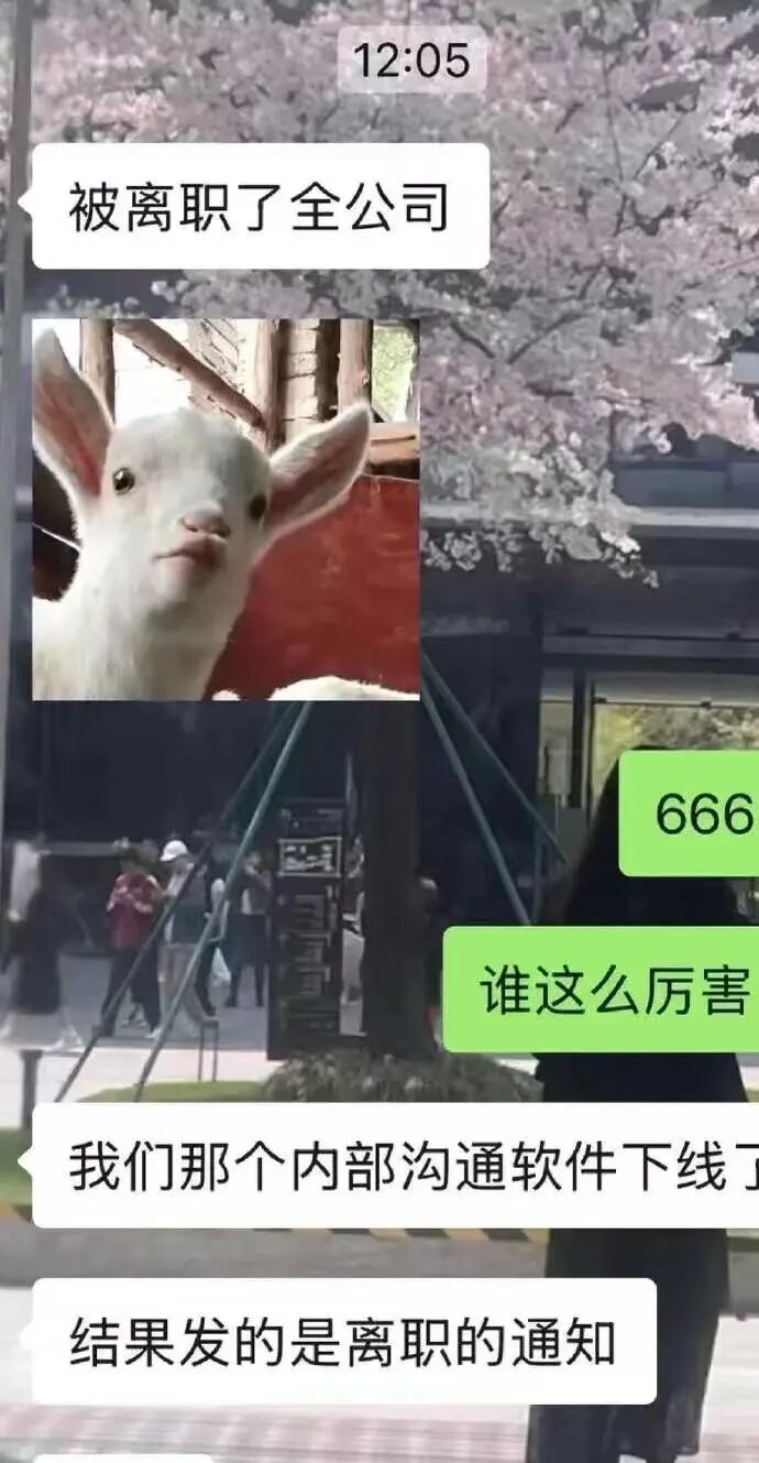 昨夜，苹果官宣 iPhone 将搭载最强 AI！马斯克第一个跳出来骂；章泽天开通个人播客，一小时收听量破万；曝强脑科技秘密提交香港IPO申请图6