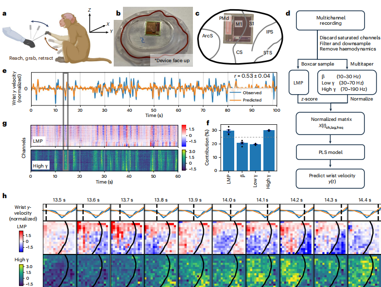 超高密度无线脑机接口问世：不扎针、不连线，单片成本仅25美元图6