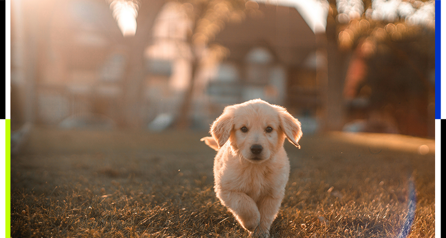 用AI让宠物说人话，正在成为一门生意图1