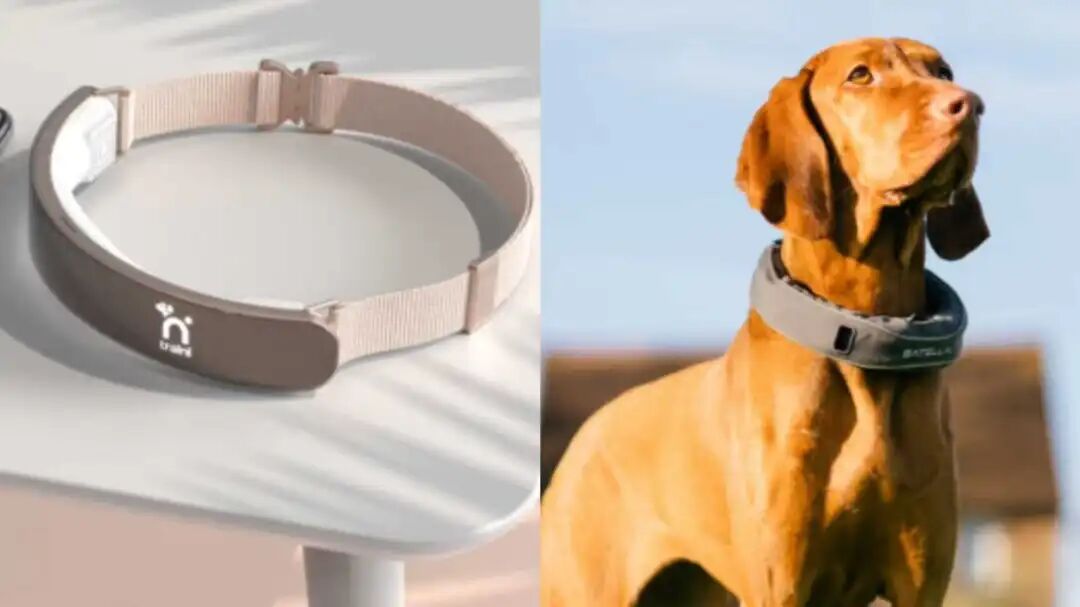 用AI让宠物说人话，正在成为一门生意图6