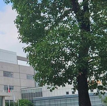 法新社重磅爆料：安世中国摆脱荷兰控制，全流程国产即将实现！