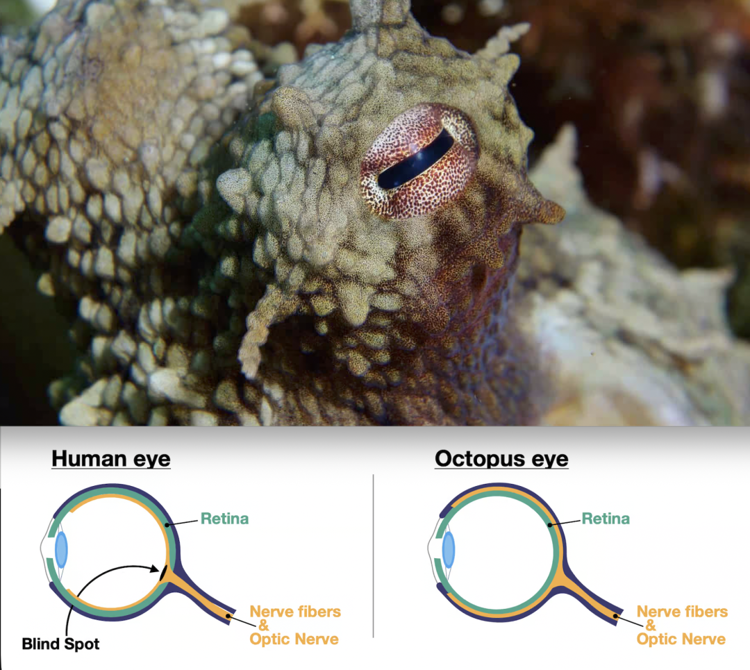 AI，为什么也需要睡觉？图3