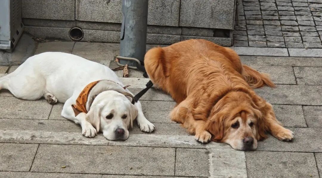 苹果解决折叠屏两大难题，荣耀机器人将参加亦庄马拉松，奇瑞在英国上月销量暴涨近500% ，迅雷光鸭云盘公测，这就是今天的其他大新闻！图3