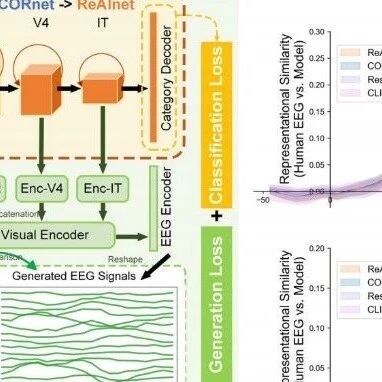 Commun Biol： 用人类 EEG 让视觉 AI 更像人脑：ReAlnet 如何实现脑电表征对齐？