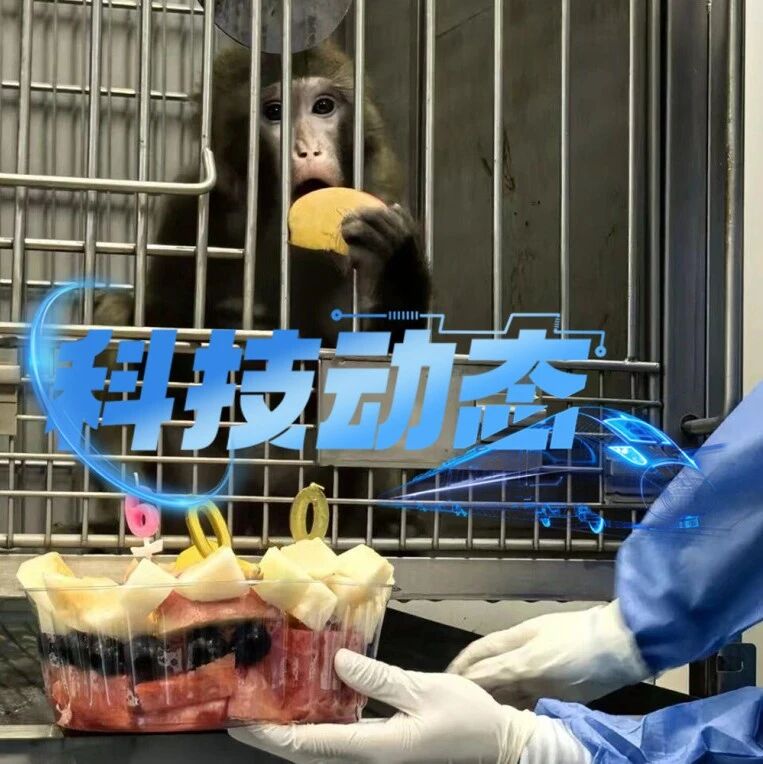 超600天！中国异种移植取得新突破，基因编辑供体猪来自成都企业