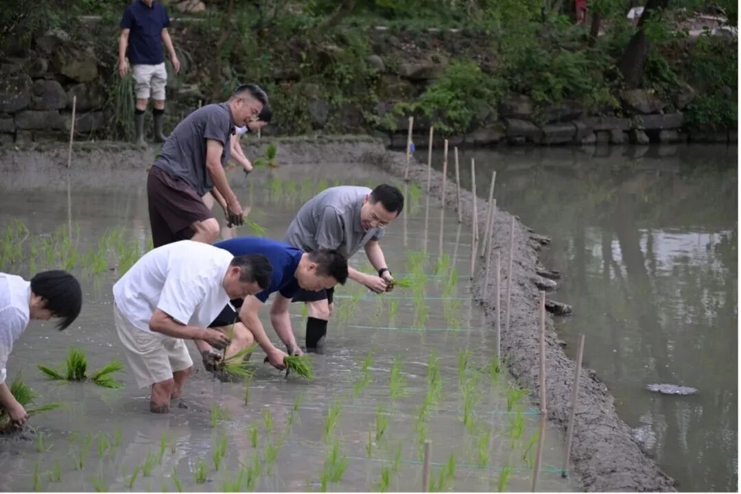 马云带队，阿里高管团建下田插秧图4