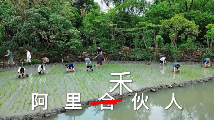 马云亲自下田插秧!阿里核心高管齐亮相,坐实AI长期深耕的决心图3