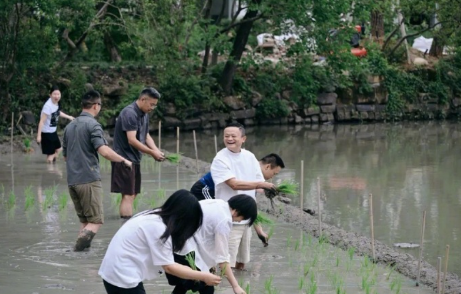 马云亲自下田插秧!阿里核心高管齐亮相,坐实AI长期深耕的决心图4