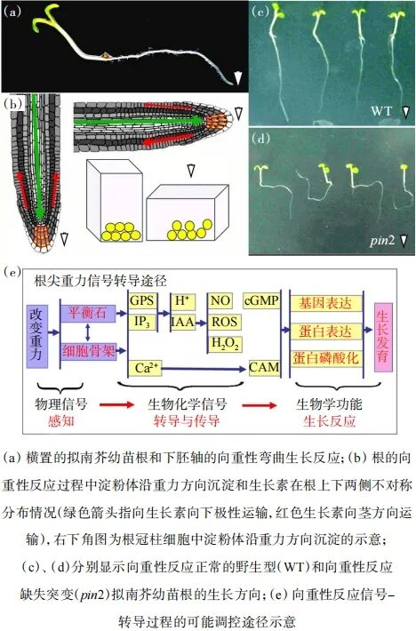 太空植物如何生长？植物向重性背后的地外生存密码图2
