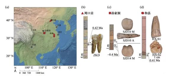 直立人牙齿揭示40万年前北京、河南是一家｜前沿动态图2