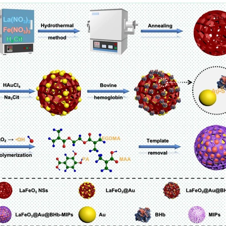 Sens Actuator B Chem：计算化学优化生物酶诱导分子印迹聚合物用于原儿茶酸的电化学传感检测