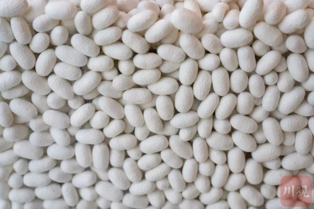 【万千气象看四川】年产200多吨生丝90%出口欧洲，这家企业靠科技稳品质图8