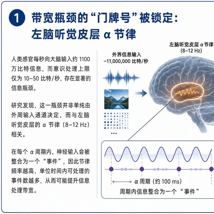 从神经节律到脑机带宽：北大团队联合芯生视界揭示言语处理速度的脑内调控机制