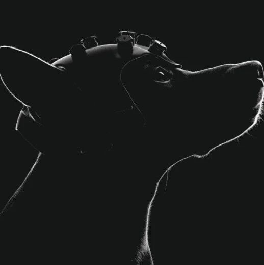 给狗戴上脑机接口，居然可以筛查癌症？