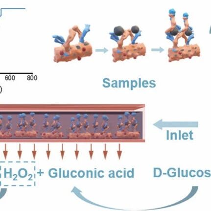 ACS Sens：用于前列腺癌早期筛查的超灵敏级联酶免疫分析电化学微流控芯片