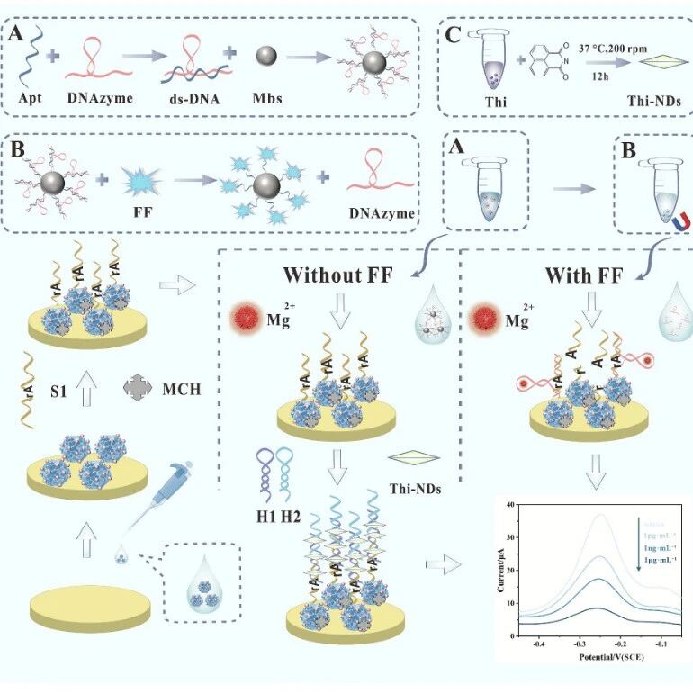 Food Chem：基于MOF衍生Zn/Co/Mn-N掺杂多孔碳与DNAzyme-HCR的电化学适配体传感器实现氟苯尼考高灵敏检测