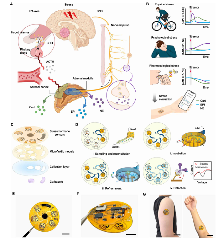 Sci Adv:Stressomic可穿戴微流控生物传感器,实现汗液中多种应激激素的实时动态监测图4