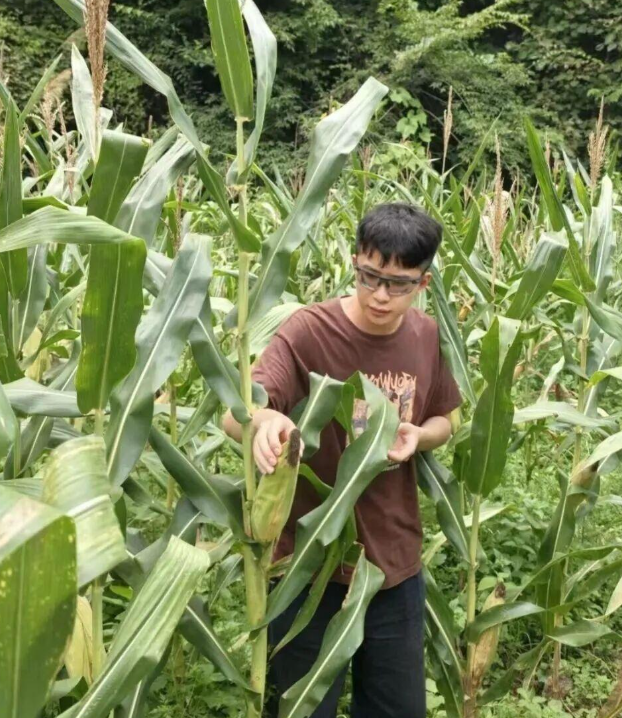 华为天才少年离职，放弃百万年薪，回村卖玉米图4