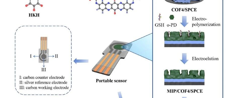 BiosensBioelectron：导电共价有机框架的工程化构筑高灵敏抗干扰分子印迹电化学生物传感器