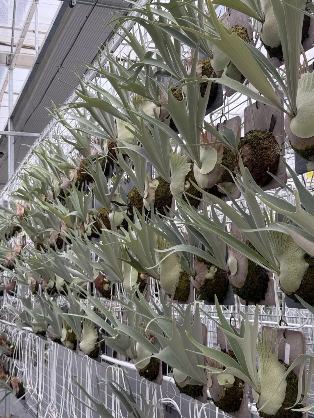 9.18-20昆明｜不只是热植，更是自然美学现场——精品蕨类、艺术造景、原创设计集中登场图13