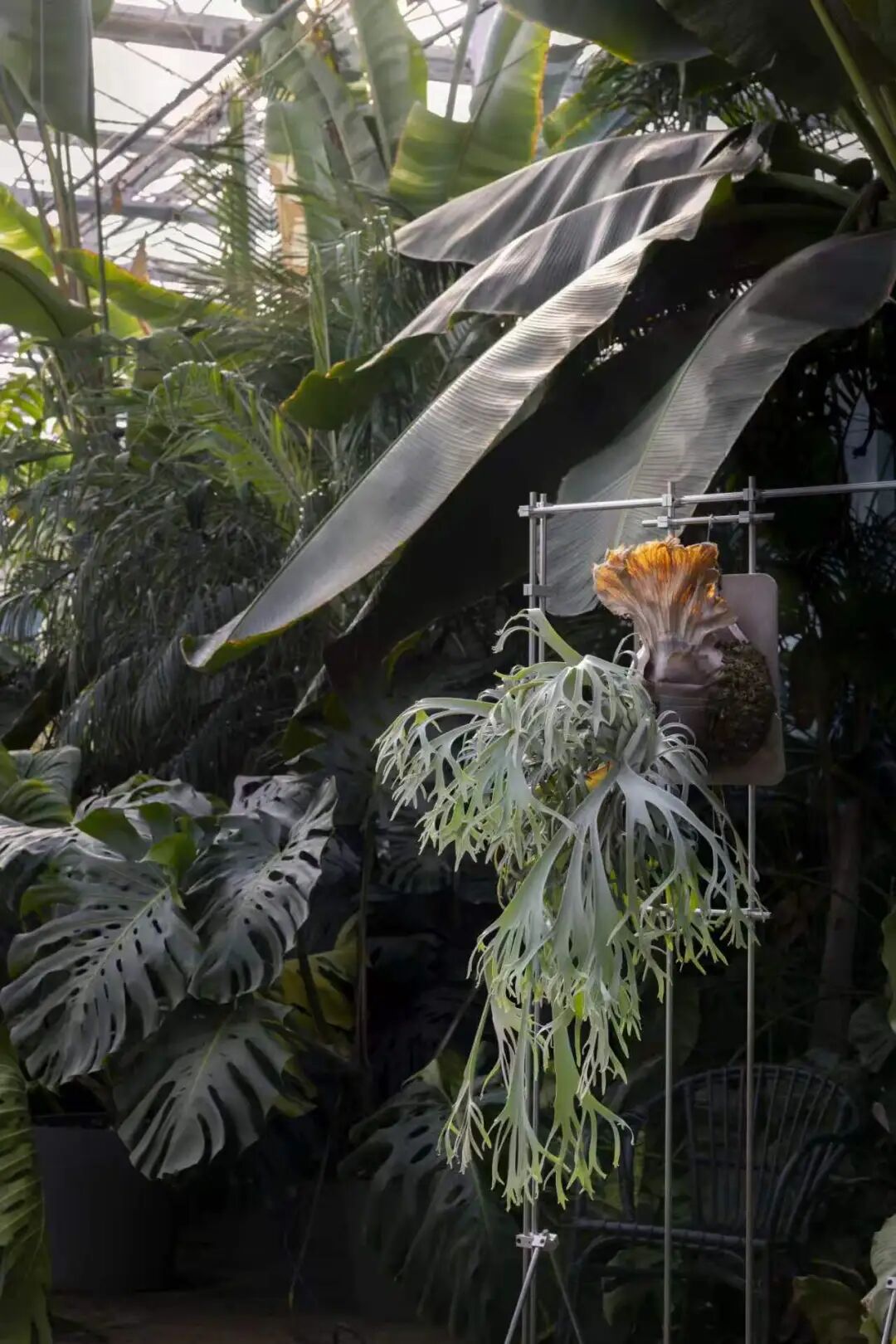 9.18-20昆明｜不只是热植，更是自然美学现场——精品蕨类、艺术造景、原创设计集中登场图15