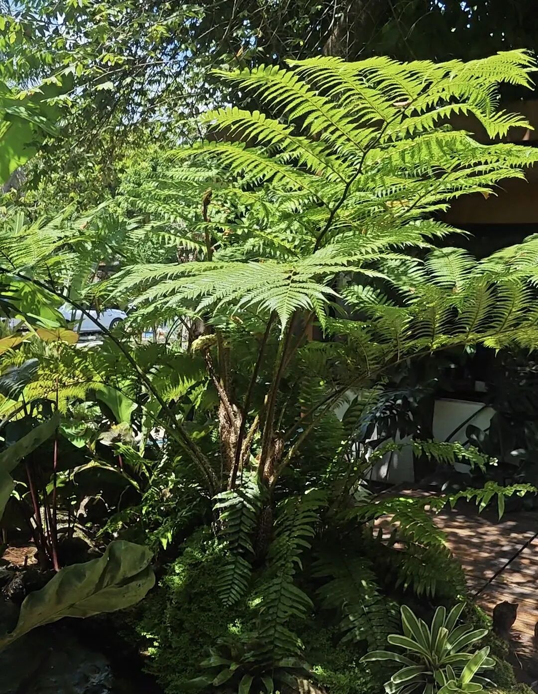 9.18-20昆明｜不只是热植，更是自然美学现场——精品蕨类、艺术造景、原创设计集中登场图29