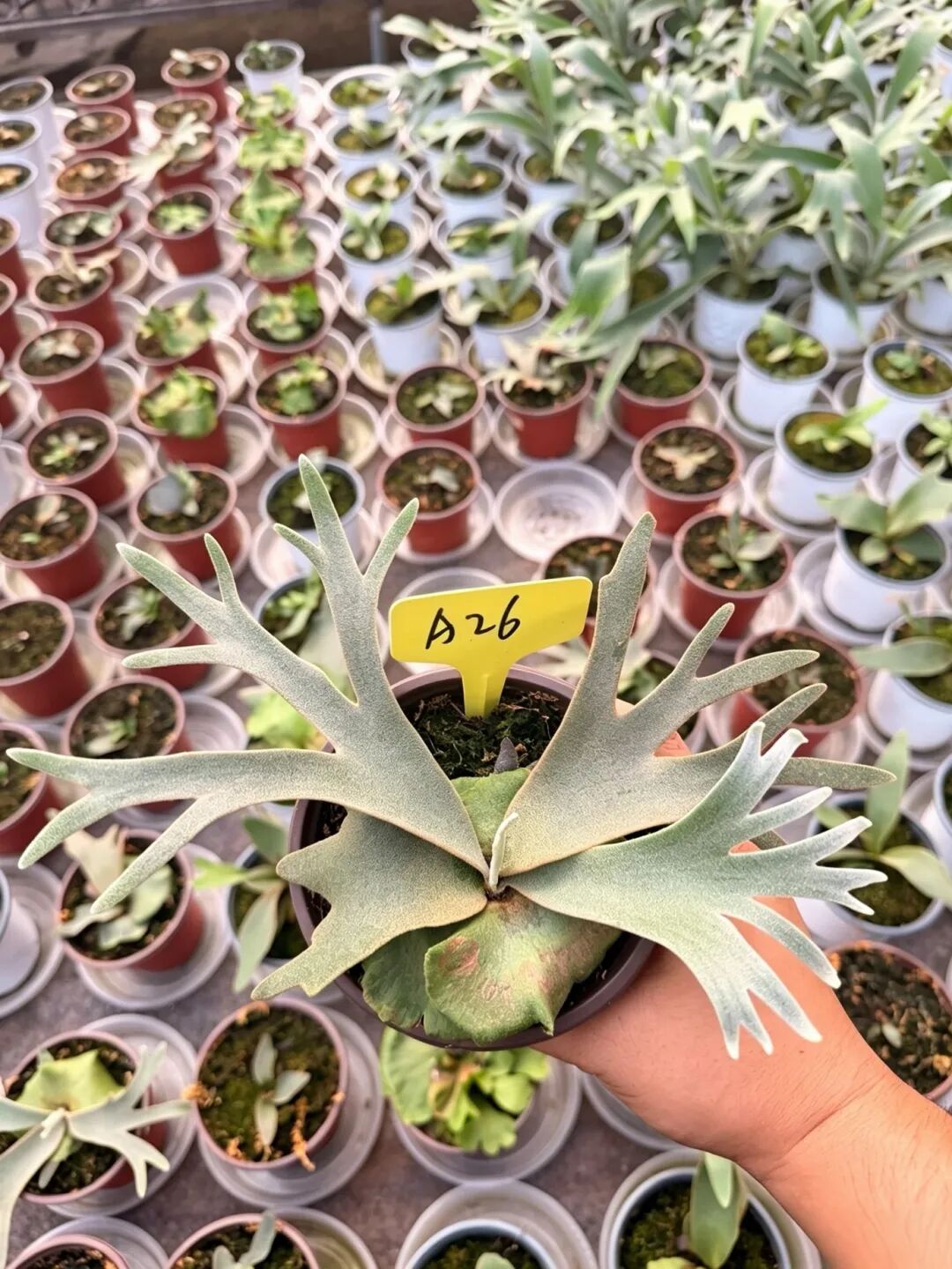 9.18-20昆明｜不只是热植，更是自然美学现场——精品蕨类、艺术造景、原创设计集中登场图35