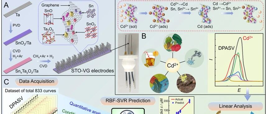 Food Chem：基于机器学习预测模型的 Sn–Ta–O 共掺杂垂直石墨烯电化学传感器用于饮料中镉的监测